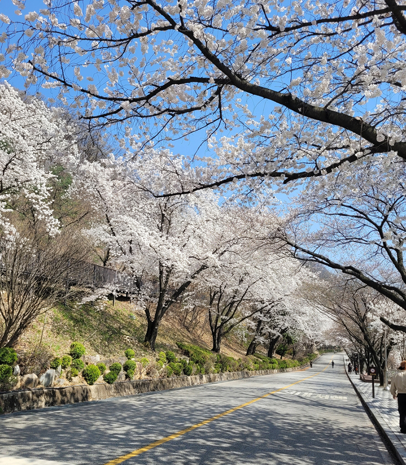 31일 촬영한 충주댐 벚꽃