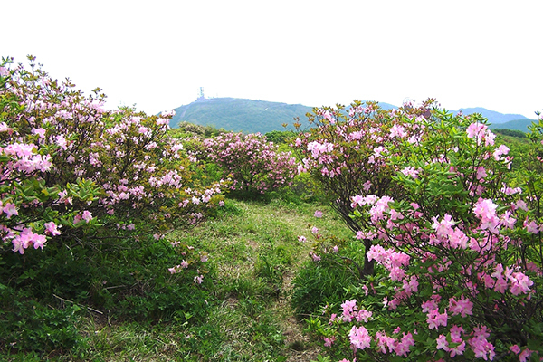 꽃망울 터트린 소백산 연화봉 철쭉<br>
