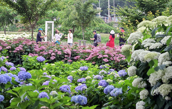 지난해 공주 유구색동수국정원 꽃축제 장면<br>
