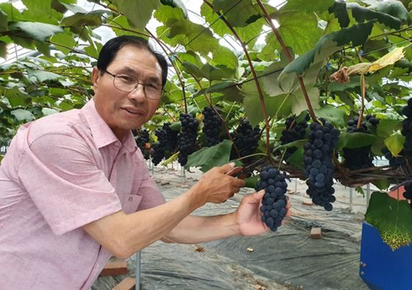 보령시 남포면 사현마을 내 한 포도 농가에서 농장주가 자신이 키운 포도를 첫 수확하고 있다.<br>
