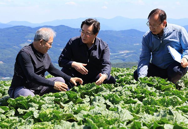 정황근 농림축산식품부 장관이 3일 강원도 강릉시 왕산면에 위치한 여름배추 밭을 방문, 생산 현장을 점검하고 있다.<br>
