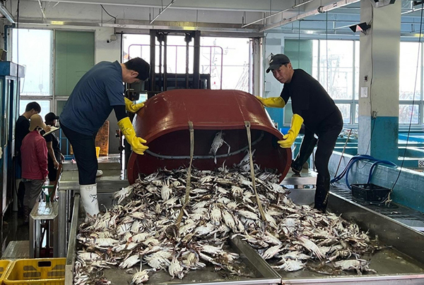 위판되는 보령 꽃게<br>
