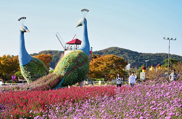 지난해 태안 가을꽃박람회장<br>
