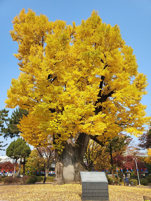 중앙공원 압각수<br>
