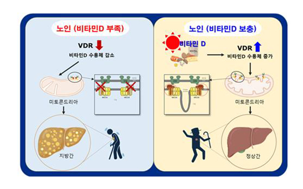 연구결과 모식도<br>
