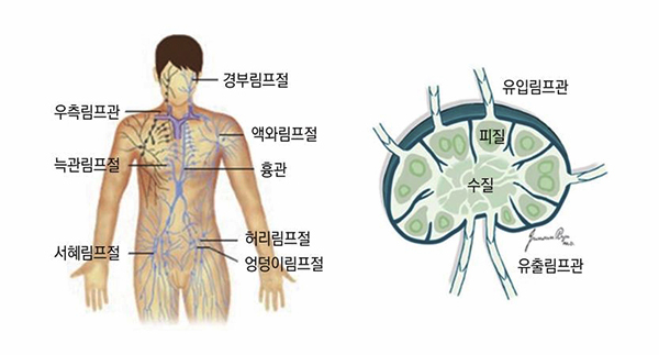 몸속 림프계<br>
