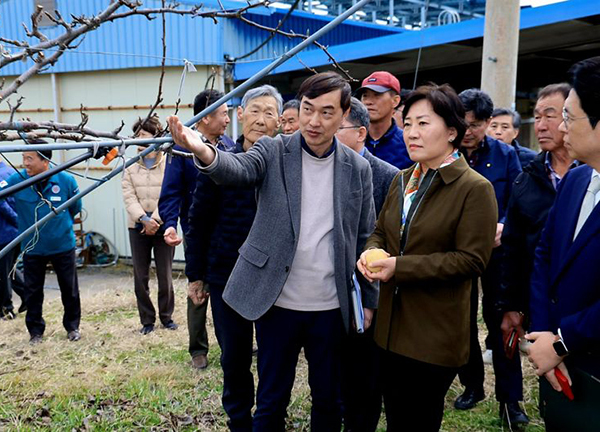 송미령 농림축산식품부 장관(오른쪽 두번째)이 17일 대구 군위군 배 생산단지를 방문해 생육관리 상황과 개화기 저온피해 대응 현황을 점검하고 있다. <br>
