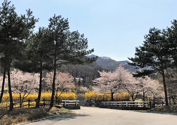 청주 상당산성자연휴양림 벚꽃과 개나리