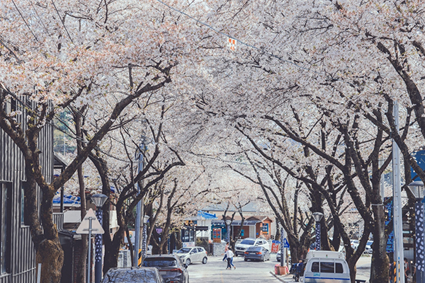 지난해 청풍호 일대 벚꽃 모습<br>
