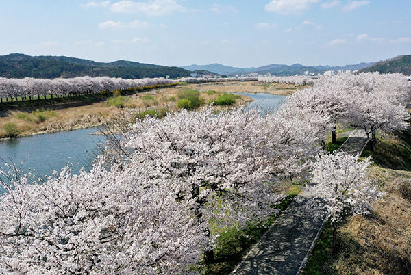 지난해 보청천 벚꽃<br>
