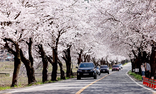 보령 주산 벚꽃길<br>
