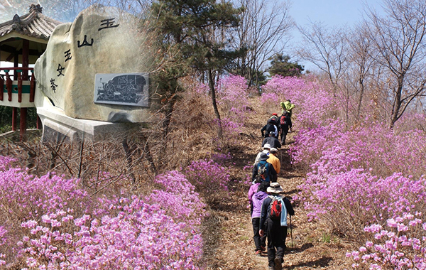 진달래꽃 만발한 부여 옥산 옥녀봉 등산로