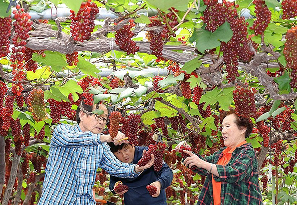 11일 오전 대전시 동구 대별동 델라웨어 포도 농가에서 올해 첫 상품을 수확하고 있다.<br>
