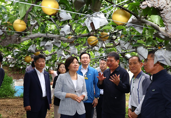 송미령 농림축산식품부 장관(가운데)은 31일 전라남도 나주시에 소재한 한 배 재배농가를 찾아 햇배의 생육 관리를 점검하고 있다. <br>
