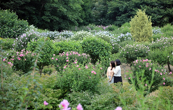 태안 천리포수목원 무궁화동산<br>
