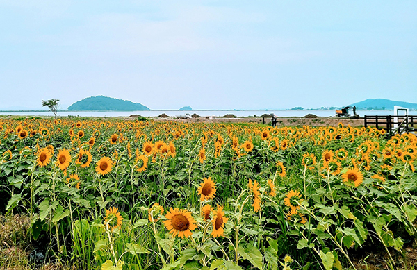 강화군 교동면 해바라기 정원