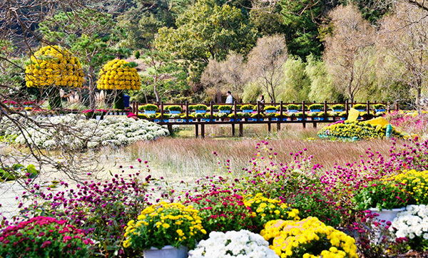 <strong>태안국화축제</strong>