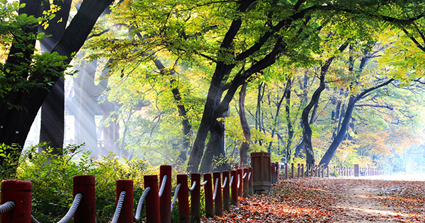 <strong>경남 함양 상림숲길</strong>