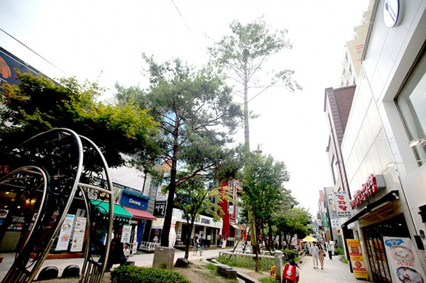 <strong>청주시 중앙동 소나무길 전경</strong><br>

