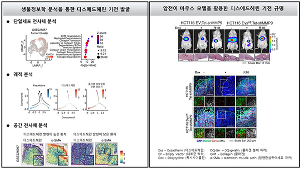 디스에드헤린에 의한 콜라겐 리모델링 기전 규명