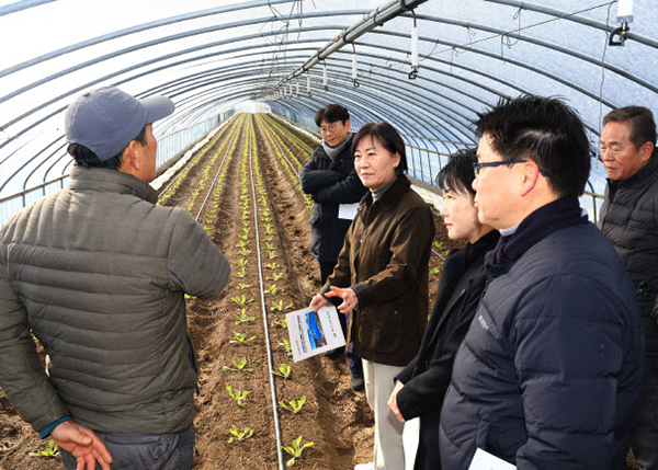 송미령 농림축산식품부 장관이 6일 충남 예산 시설배추 정식 및 생육상황을 점검하고 있다<br>
