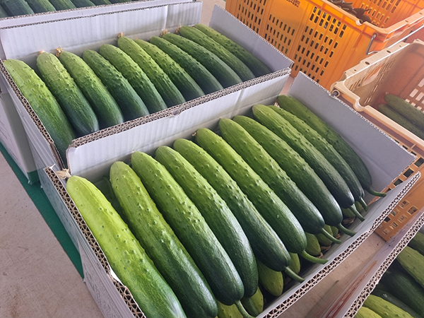 하늘그린오이<br>
