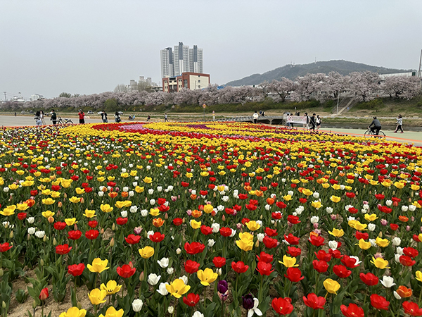 문암생태공원 튤립정원<br>
