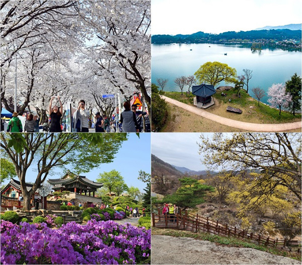 제천봄철 관광지.(왼쪽부터 청풍벚꽃축제, 의림지, 문화유산단지, 상천리산수유)<br>

