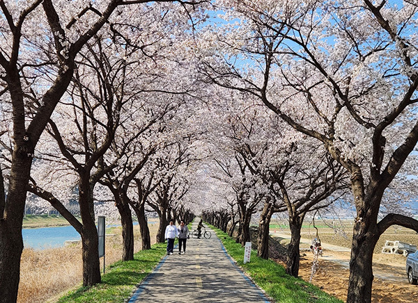 지난해 보청천 벚꽃길<br>

