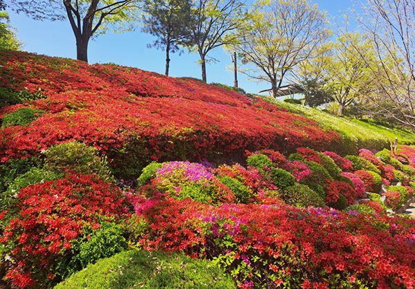 영인산 철쭉<br>
