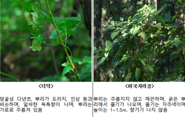 모양이 유사해 구별하기 어려운 산나물과 독초<br>
