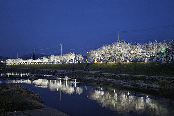 벚꽃길 야간 조명 가동 모습<br>
