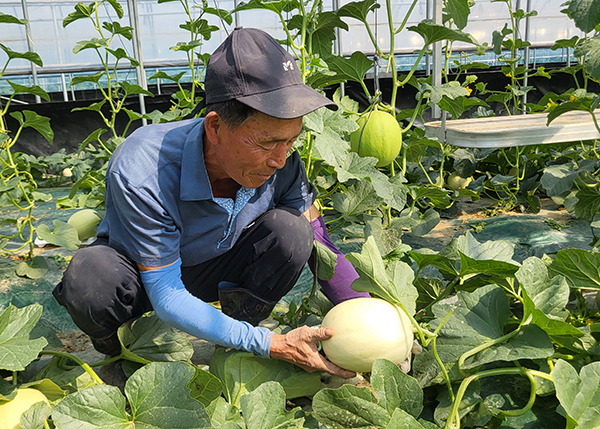 멜론 출하 준비 중인 이필영 씨<br>
