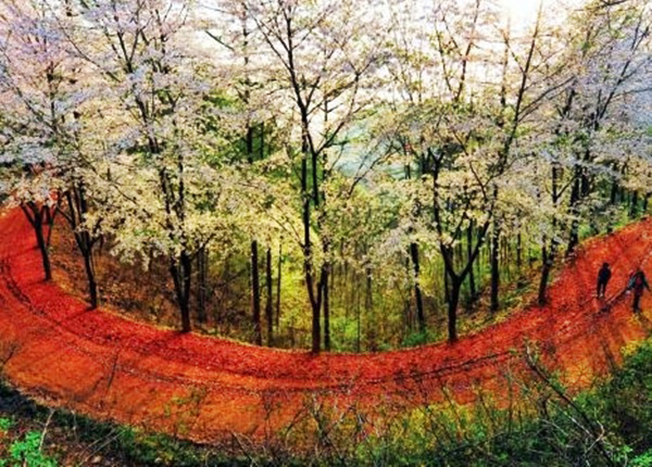 대전 계족산 임도<br>
