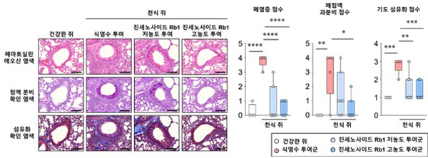 천식 동물모델에서 폐 염증 개선 효과 확인<br>
