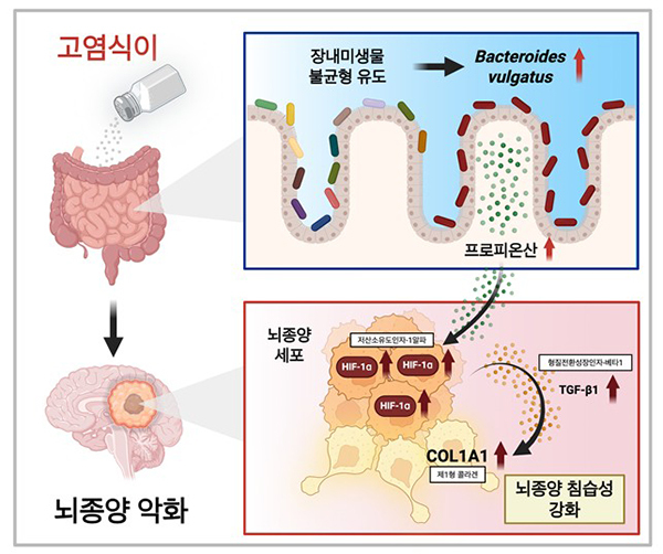 고염식이의 뇌종양 악화 모식도<br>
