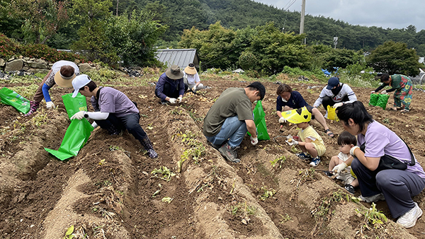 <strong>지난해 팔봉산 감자축제</strong><br>
