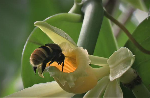 바닐라향 원료가 되는 바닐라 폼파나(Vanilla pompona) 꽃과 꽃가루받이 곤충인 줄무늬말벌꿀벌(Eulaema cingulata).<br>
