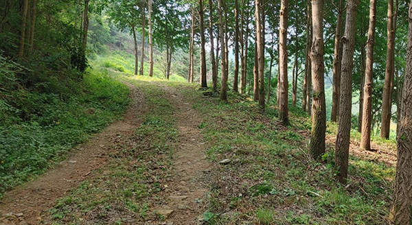 충주시 중앙탑면 창동리의 한 숲<br>
