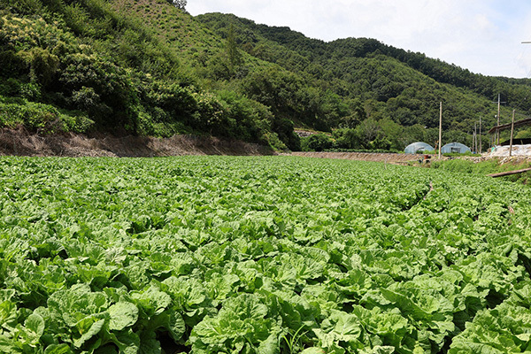 CJ제일제당 시범재배지<br>
