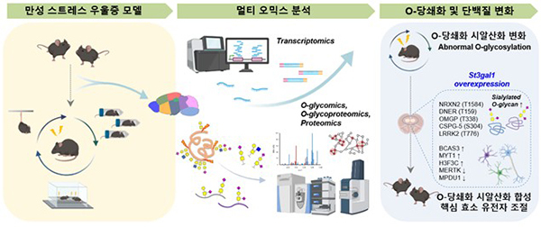우울증 모델에서 뇌 당쇄화 변화 연구<br>
