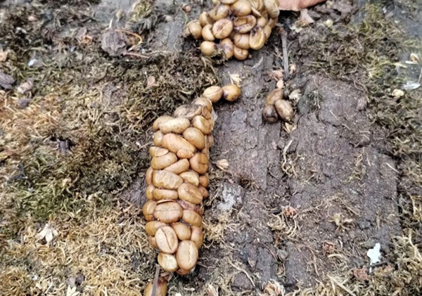 '사향고양이'로 불리는 아시아 팜 시벳(Paradoxurus Hermaphroditus)이 잘 익은 커피 열매를 먹고 배설한 원두. 채집하기 전 현장에서 촬영한 사진.<br>
 