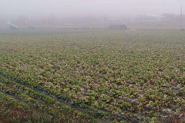 배추 무름병 모습<br>
 