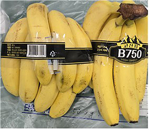 회수 대상 바나나