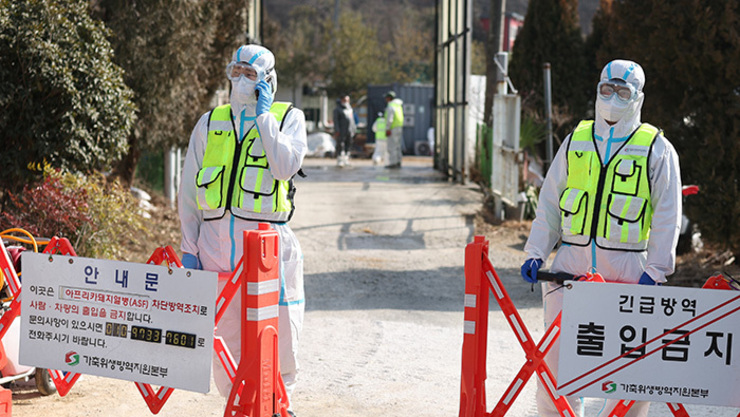 농식품부 방역망 뚫려…소·돼지·닭 전염병 2년 연속 동시확산