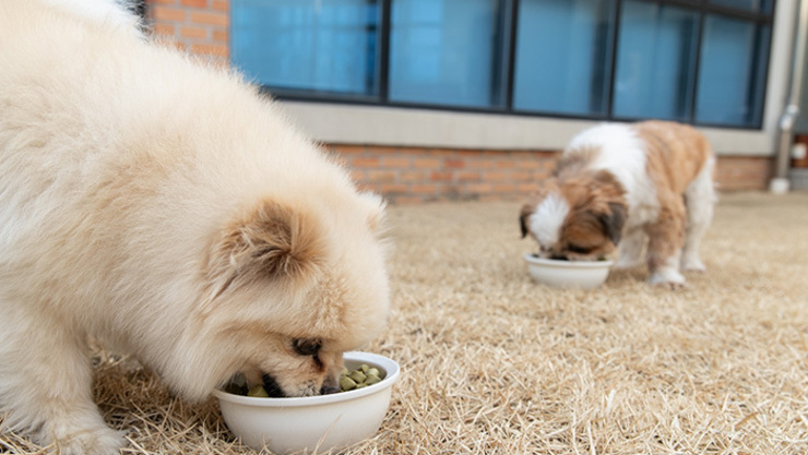 반려동물 사료 영양표준 도입에 사료업체들 제품개편 착수